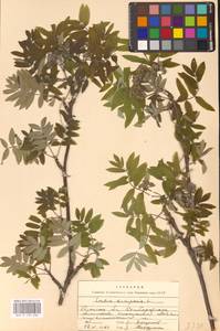 Рябина обыкновенная L., Восточная Европа, Западный район (E3) (Россия)