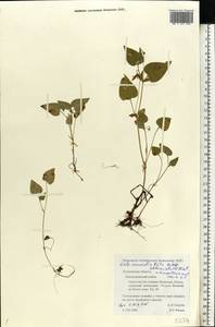 Фиалка Руппа All., Восточная Европа, Северный район (E1) (Россия)