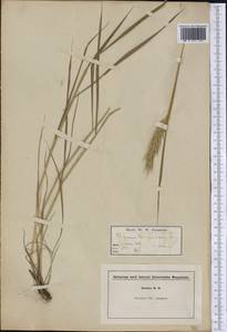 Elymus virginicus L., Америка (AMER) (США)