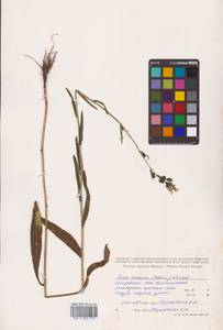 Picris japonica subsp. japonica, Сибирь, Дальний Восток (S6) (Россия)