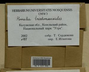 Homalia trichomanoides (Hedw.) Brid., Гербарий мохообразных, Мхи - Центральное Нечерноземье (B6) (Россия)