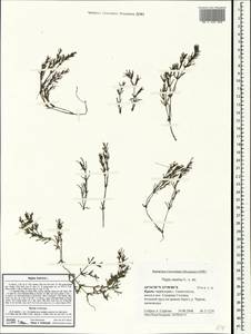 Наяда морская L., Крым (KRYM) (Россия)