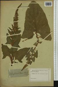 Блитум доброго Генриха (L.) Rchb., Западная Европа (EUR) (Неизвестно)