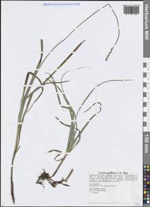 Осока возрастающая Ohwi, Сибирь, Дальний Восток (S6) (Россия)