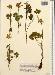 Corydalis emanueli C. A. Mey., Кавказ, Ставропольский край, Карачаево-Черкесия, Кабардино-Балкария (K1b) (Россия)