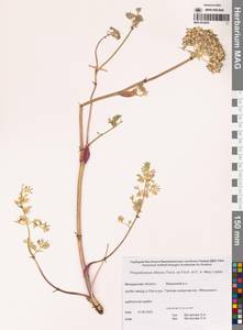 Вздутоплодник волосистый (Turcz. ex Fisch. & C.A.Mey.) Turcz. ex Ledeb., Сибирь, Чукотка и Камчатка (S7) (Россия)