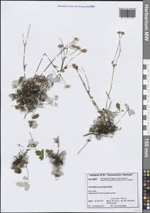 Potentilla × prostrata Rottb., Сибирь, Центральная Сибирь (S3) (Россия)