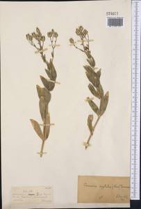 Gypsophila vaccaria (L.) Sm., Средняя Азия и Казахстан, Муюнкумы, Прибалхашье и Бетпак-Дала (M9) (Казахстан)