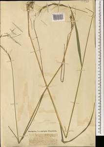 Пырейник Гмелина (Trin.) Tzvelev, Монголия (MONG) (Монголия)