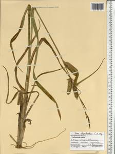 Carex utriculata Boott, Восточная Европа, Центральный лесной район (E5) (Россия)