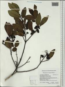 Pittosporum colensoi Hook. fil., Австралия и Океания (AUSTR) (Новая Зеландия)