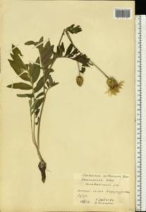 Rhaponticoides ruthenica (Lam.) M. V. Agab. & Greuter, Восточная Европа, Восточный район (E10) (Россия)
