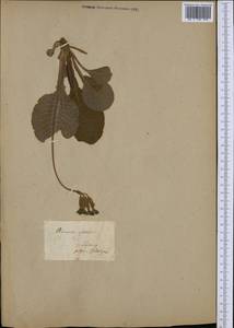 Первоцвет высокий (L.) L., Западная Европа (EUR) (Германия)