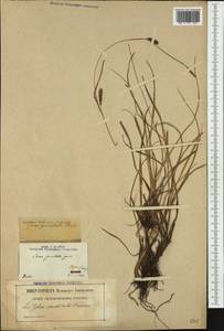 Carex punctata Gaudin, Западная Европа (EUR) (Франция)