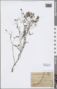 Crepidiastrum tenuifolium (Willd.) Sennikov, Сибирь, Прибайкалье и Забайкалье (S4) (Россия)