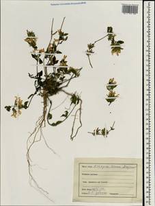 Lamiaceae, Зарубежная Азия (ASIA) (Индия)
