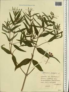 Зопник колючий (Willd.) Maire ex DeFilipps, Восточная Европа, Северо-Украинский район (E11) (Украина)