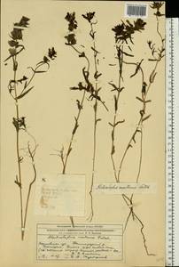 Rhinanthus serotinus var. vernalis (N. W. Zinger) Janch., Восточная Европа, Московская область и Москва (E4a) (Россия)