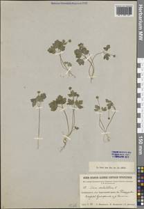 Адокса мускусная L., Сибирь, Прибайкалье и Забайкалье (S4) (Россия)