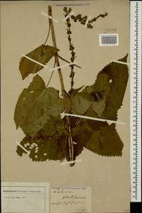 Шалфей железистый, Шалфей клейкий L., Кавказ, Грузия (K4) (Грузия)