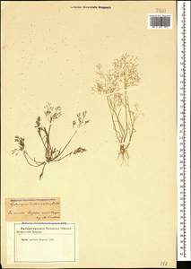 Булавоножка растопыренная (Gouan) Rchb., Кавказ, Азербайджан (K6) (Азербайджан)