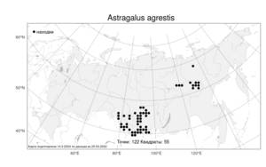 Astragalus agrestis, Астрагал пашенный Douglas ex G.Don, Атлас флоры России (FLORUS) (Россия)