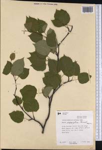 Betula papyrifera Marshall, Америка (AMER) (Канада)