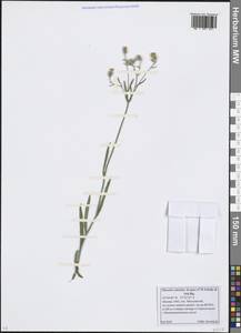Pilosella echioides subsp. echioides, Восточная Европа, Московская область и Москва (E4a) (Россия)