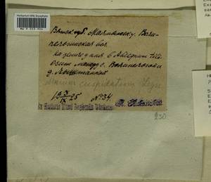 Plagiomnium cuspidatum (Hedw.) T.J. Kop., Гербарий мохообразных, Мхи - Пермский край, Удмуртия, Свердловская и Кировская области (B8) (Россия)