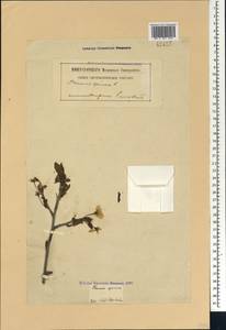 Слива колючая, Терн L., Кавказ, Грузия (K4) (Грузия)