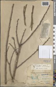 Ива козья L., Средняя Азия и Казахстан, Северный и Центральный Казахстан (M10) (Казахстан)