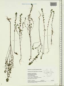 Euphrasia ×vernalis List, Восточная Европа, Центральный район (E4) (Россия)