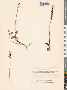 Гудайера ползучая (L.) R.Br., Сибирь, Якутия (S5) (Россия)