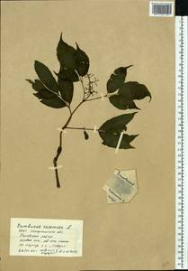 Бузина красная, Бузина кистевидная L., Восточная Европа, Западно-Украинский район (E13) (Украина)