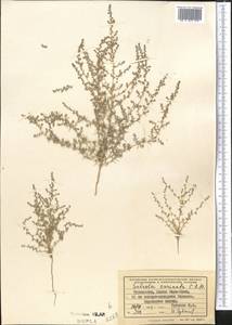 Caroxylon turkestanicum (Litv.) Akhani & Roalson, Средняя Азия и Казахстан, Каракумы (M6) (Туркмения)