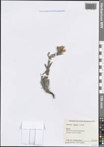 Оносма жесткая Ledeb., Крым (KRYM) (Россия)