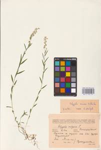 Истод хохлатый Schkuhr, Восточная Европа, Литва (E2a) (Литва)