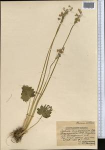 Primula matthioli subsp. turkestanica (Losinsk.) Kovt., Средняя Азия и Казахстан, Памир и Памиро-Алай (M2) (Таджикистан)