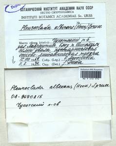 Fuscocephaloziopsis albescens (Hook.) Váňa & L. Söderstr., Гербарий мохообразных, Мхи - Чукотка и Камчатка (B21) (Россия)