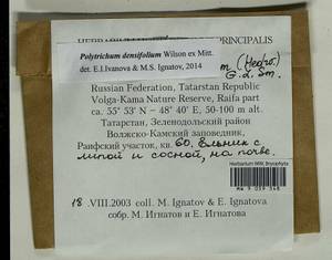 Polytrichum densifolium Wilson ex Mitt., Гербарий мохообразных, Мхи - Среднее Поволжье (B9) (Россия)