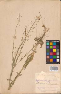 Рыжик мелкоплодный Andrz. ex DC., Восточная Европа, Средневолжский район (E8) (Россия)