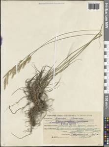 Костер береговой Rehmann, Кавказ, Северная Осетия, Ингушетия и Чечня (K1c) (Россия)