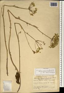 Leiotulus secacul (Mill.) Pimenov & Ostr., Зарубежная Азия (ASIA) (Турция)