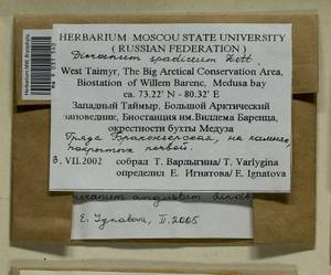 Dicranum angustum Lindb., Гербарий мохообразных, Мхи - Красноярский край, Тыва и Хакасия (B17) (Россия)