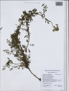 Achillea ligustica All., Западная Европа (EUR) (Италия)