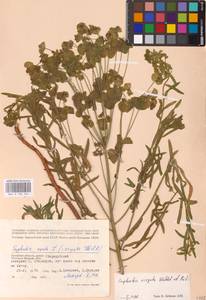 Молочай лозный, Молочай прутьевидный Waldst. & Kit., Восточная Европа, Западный район (E3) (Россия)