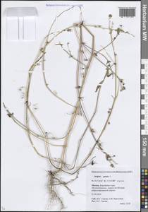 Лебеда раскидистая L., Восточная Европа, Московская область и Москва (E4a) (Россия)
