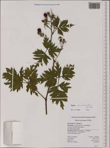 Rubus laciniatus Willd., Западная Европа (EUR) (Германия)