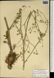 Zeravschania pastinacifolia (Boiss. & Hohen.) Salimian & Akhani, Зарубежная Азия (ASIA) (Иран)