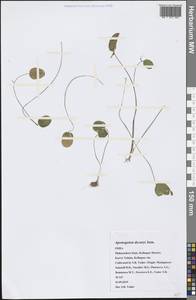 Aponogeton decaryi Jum. ex Humbert, Зарубежная Азия (ASIA) (Индия)